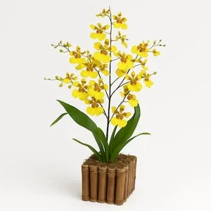 Orquídea Chuva de Ouro em Cachepô de Madeira