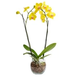 Orquídea Phalaenopsis Amarela em Vaso de Vidro