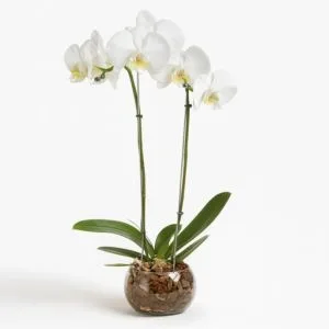 Orquídea Phalaenopsis Branca no Vaso de Vidro