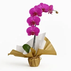 Orquídea Phalaenopsis Pink