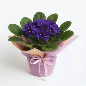 Vaso de Violeta