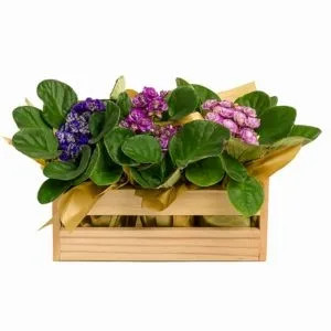 Violetas no Cachepô de Madeira