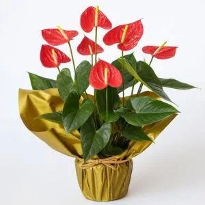 Antúrio Vermelho