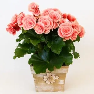 Begônia Rosa