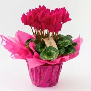 Ciclame Rosa