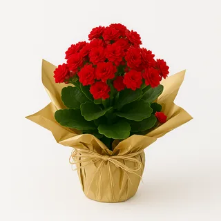 Flor da Fortuna Embalada para Presente