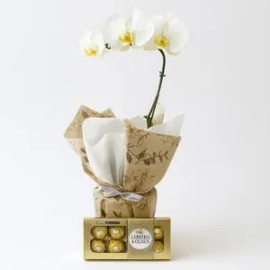 Orquídea Phalaenopsis Branca com Ferrero Rocher 100g