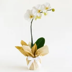 Orquídea Phalaenopsis Branca