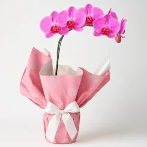 Orquídea Phalaenopsis Rosa