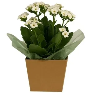 Flor da Fortuna Branca