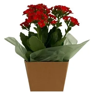 Flor da Fortuna Vermelha