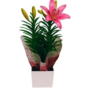 Lírio Rosado Plantado