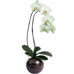 Orquídea Branca no Vaso