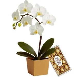Orquídea Phalaenopsis Branca com Chocolate