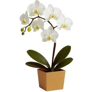 Orquídea Phalaenopsis Branca