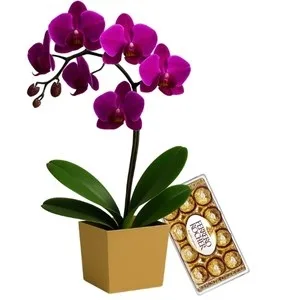 Orquídea Phalaenopsis Pink com Chocolate