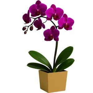 Orquídea Phalaenopsis Pink