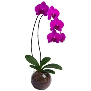 Orquídea Pink no Vaso