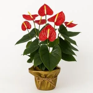 Antúrio Vermelho