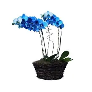 Arranjo de Orquídeas Azuis – Pura Emoção!