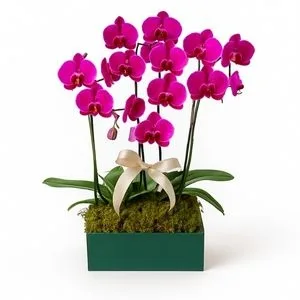 Arranjo de Orquídeas – Beleza Pura