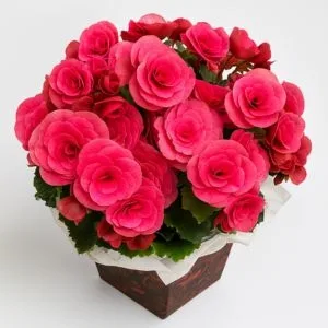 Begônia Rosa