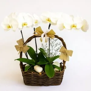 Cesta de Orquídeas – Elegância