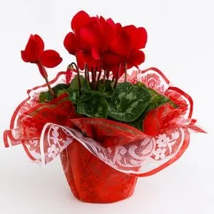 Ciclame Vermelho