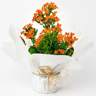 Flor da Fortuna (Kalanchoe)