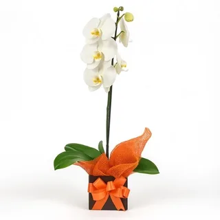 Orquídea Phalaenopsis Branca no Vaso Decorado