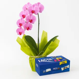 Orquídea Phalaenopsis Lilás com Caixa de Bombons Lacta