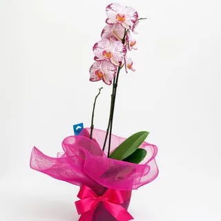 Orquídea Phalaenopsis Mesclada no Vaso Decorado