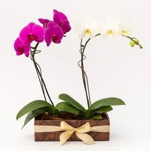 Orquídeas Phalaenopsis Branca e Roxa no Vaso Decorado