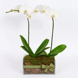 Orquídeas Phalaenopsis Brancas no Vaso de Vidro