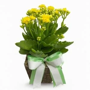 Flor da Fortuna Amarela