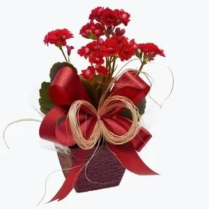 Flor da Fortuna Vermelha