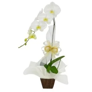 Orquídea Phalaenopsis Branca Cascata