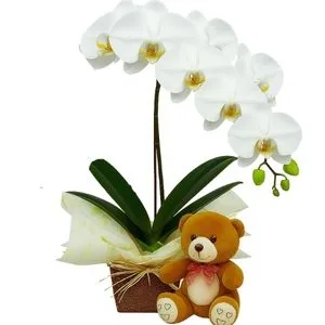 Orquídea Phalaenopsis Branca com Pelúcia