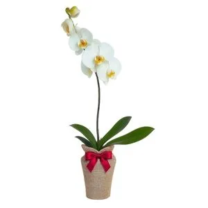 Orquídea Phalaenopsis Branca