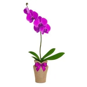 Orquídea Phalaenopsis Lilás