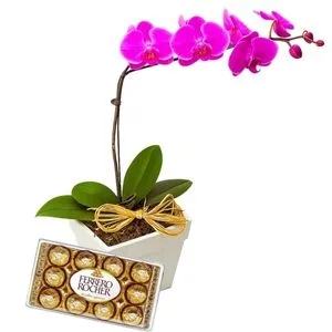 Doce Phalaenópsis Pink