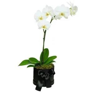 Orquídea Phalaenópsis Branca Prime