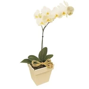 Orquídea Phalaenópsis Branca