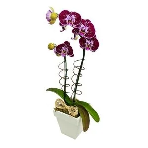 Orquídea Phalaenópsis Exótica