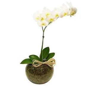 Orquídea Phalaenopsis Luxo