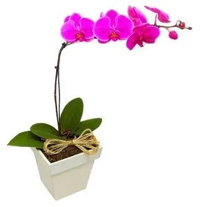 Orquídea Phalaenópsis Pink