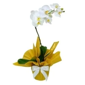 Orquídea Phalaenopsis Branca