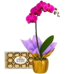 Orquídea Phalaenopsis Lilás com Bombons