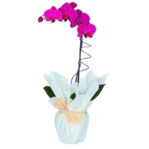 Orquídea Phalaenopsis Pink