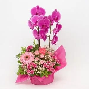 Arranjo com Orquídea Phalaenopsis Pink e Flores Rosas em Base Decorada